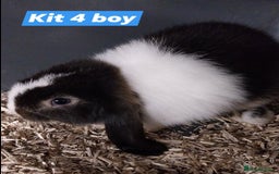 Mini Lop rabbits for sale: Mini lop rabbits  - Image 2
