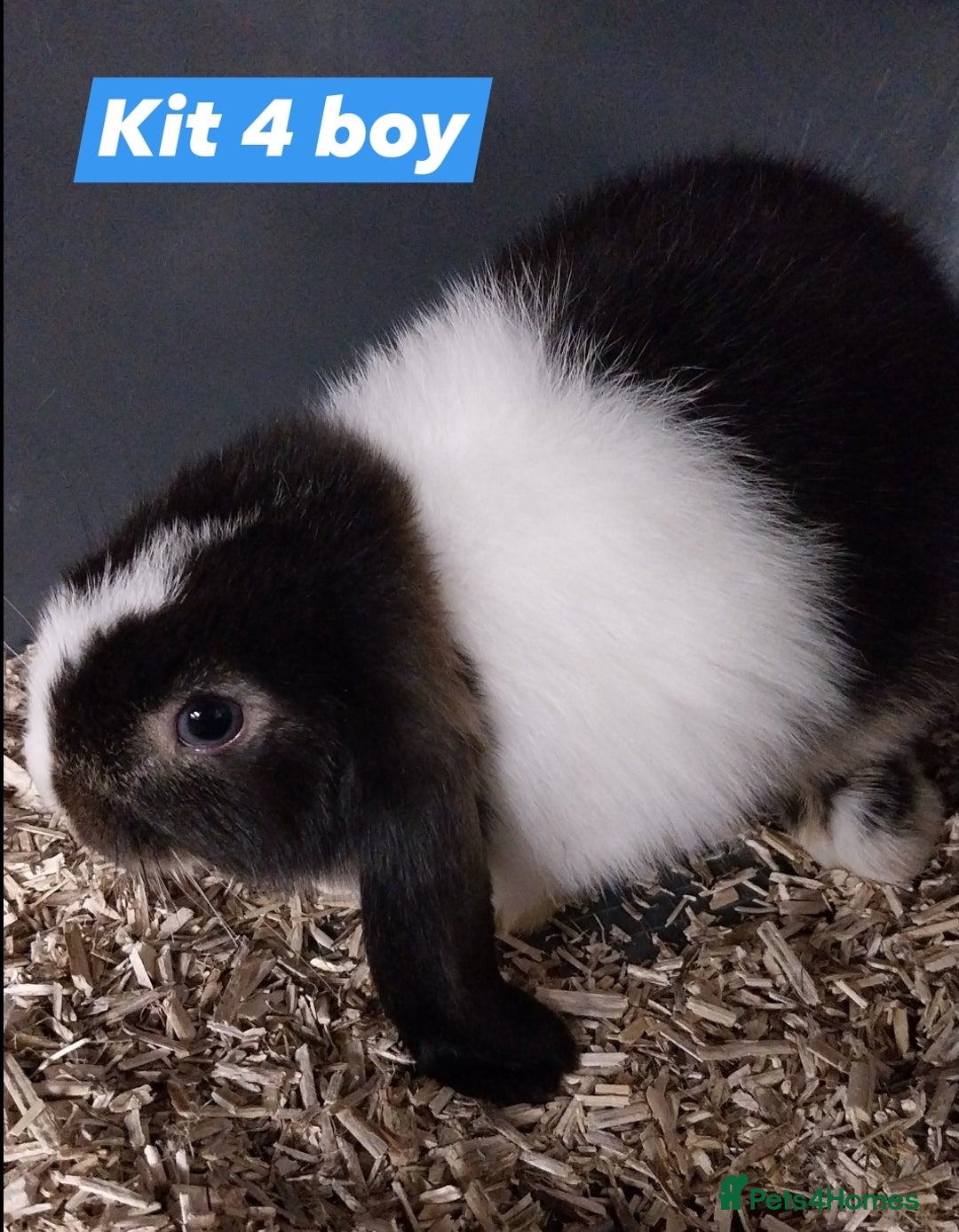 Mini Lop rabbits for sale: Mini lop rabbits  - Image 2