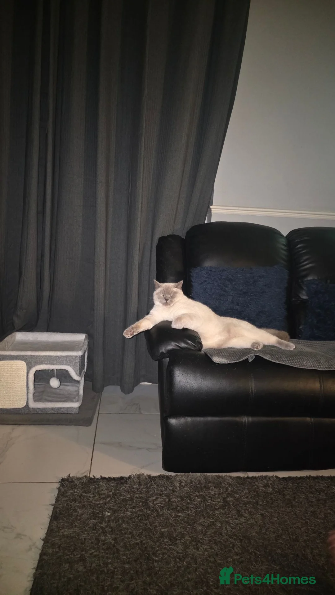 British Shorthair cats for sale: Colourpoint british shorthair  - Advert 2