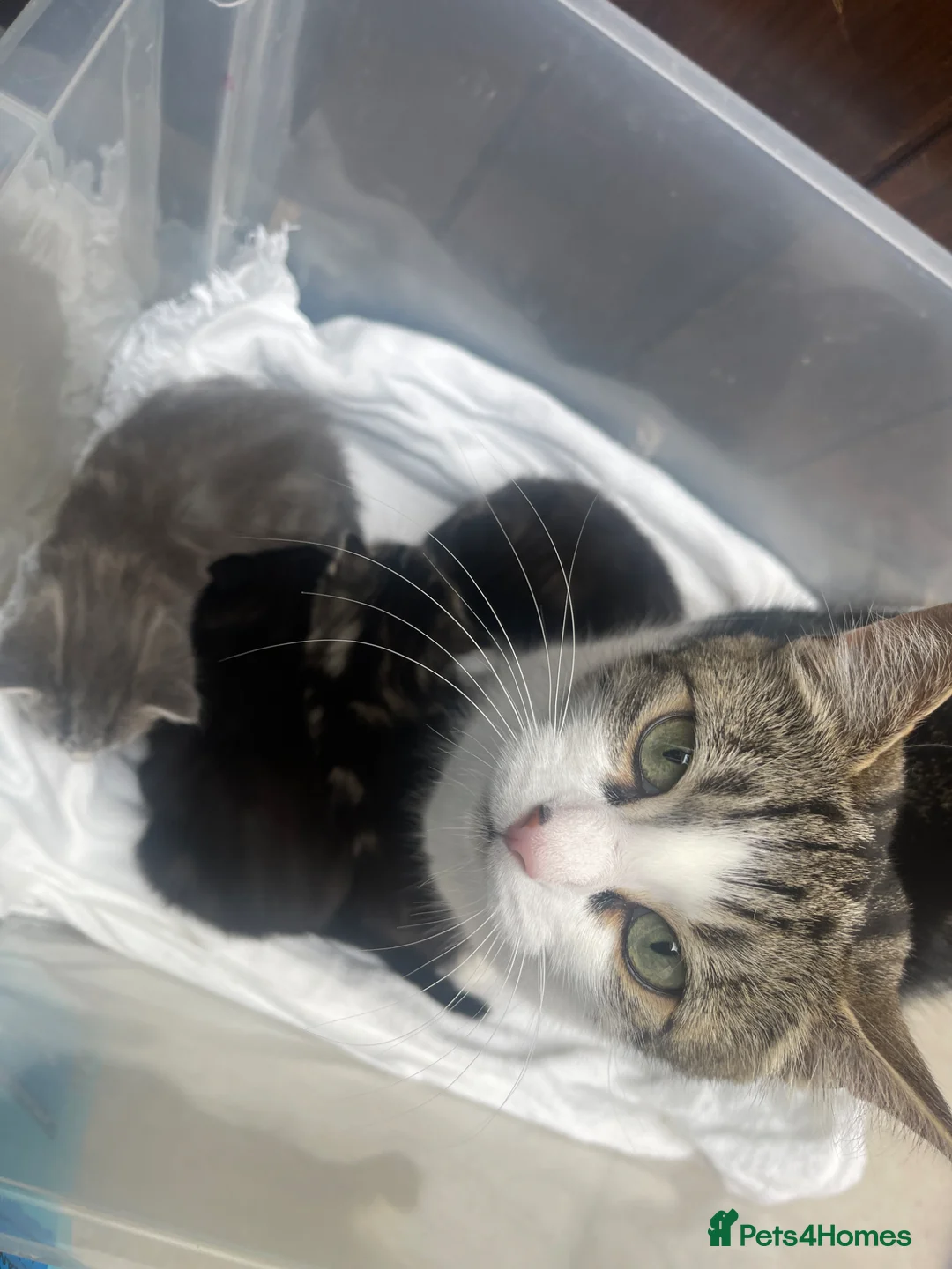 Mixed Breed cats for sale: 🐾 Adorable Kittens 🐾 - Advert 2