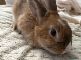 Mixed Breed rabbits Rex x mini lop male in Abertillery - Advert 1