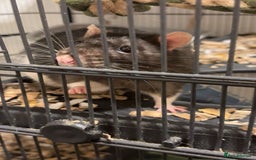 Rat rodents for sale: Two male Fancy Rats in need of rehoming - Image 4