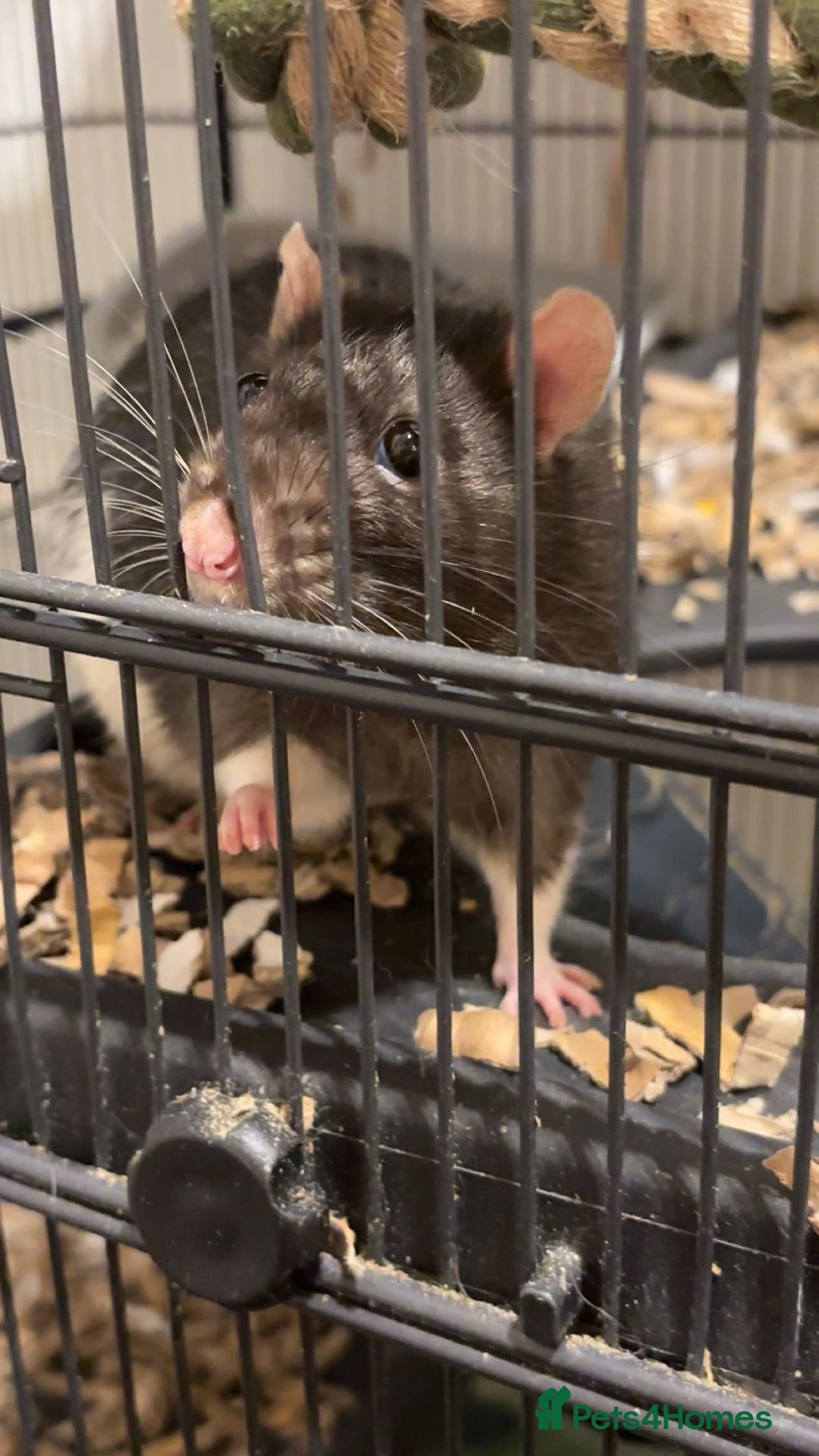 Rat rodents for sale: Two male Fancy Rats in need of rehoming - Image 4