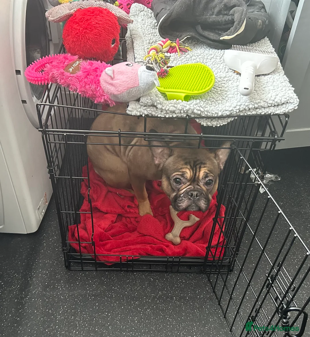 French Bulldog dogs for sale: Poppy - Advert 13