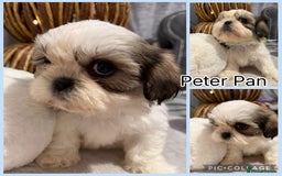 Shih Tzu dogs for sale: Beautiful Shitzu pups for sale  - Image 4
