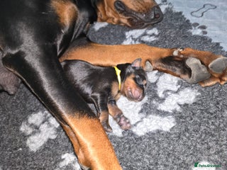 Dobermann dogs HEALTH TESTED, HOME REARED, STUNNING DOBERMAN PUPS - Advert 3