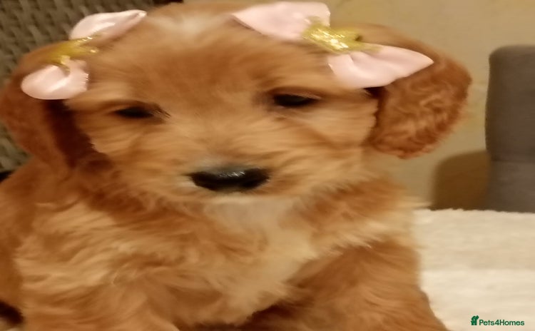 Cockapoo dogs F1 Cockapoo pups for sale - Advert 1