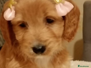 Cockapoo dogs F1 Cockapoo pups for sale - Advert 3