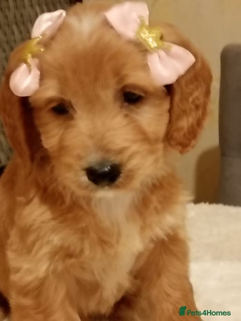 Cockapoo dogs F1 Cockapoo pups for sale - Advert 2