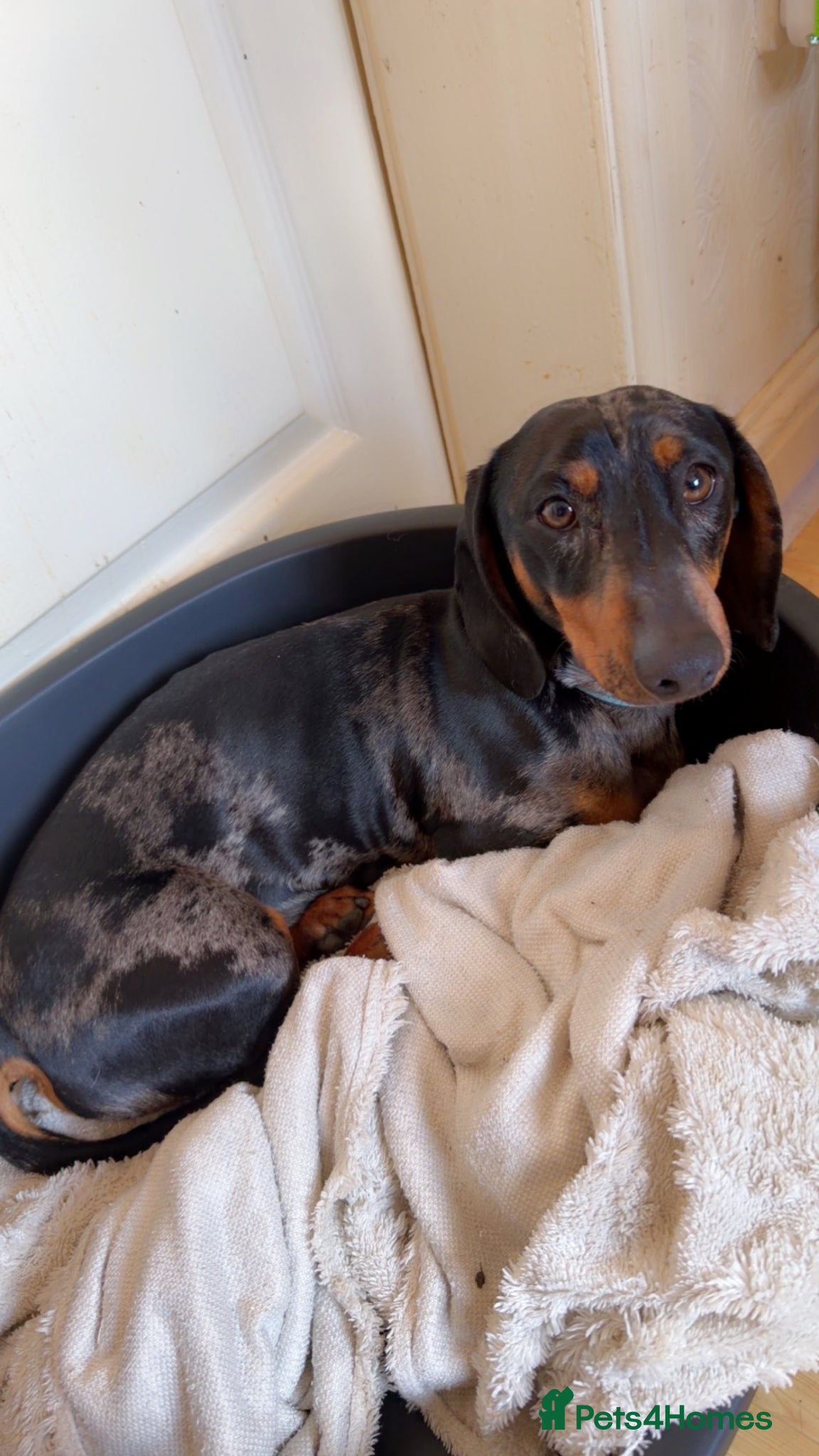 Dachshund dogs Male dachshund  - Advert 1