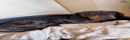 Dachshund dogs for sale: Male dachshund  - Advert 1