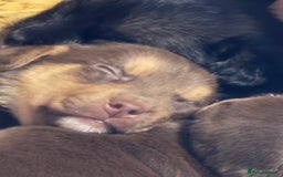 Jack Russell dogs for sale: Trad.working family short legged Jack Russell  - Advert 2