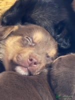 Jack Russell dogs Trad.working family short legged Jack Russell - Advert 2