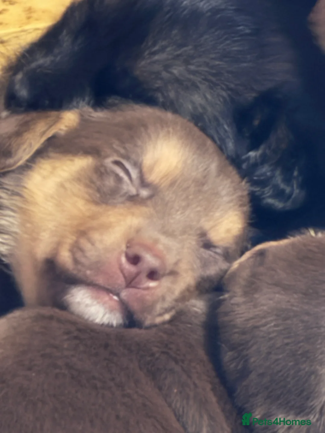 Jack Russell dogs for sale: Trad.family short legged short hair- ready!! - Advert 20