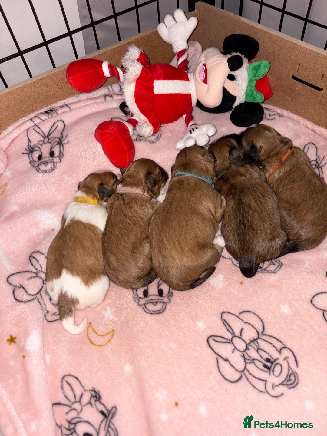 Shih Tzu dogs for sale: Adorable puppies  - Advert 4