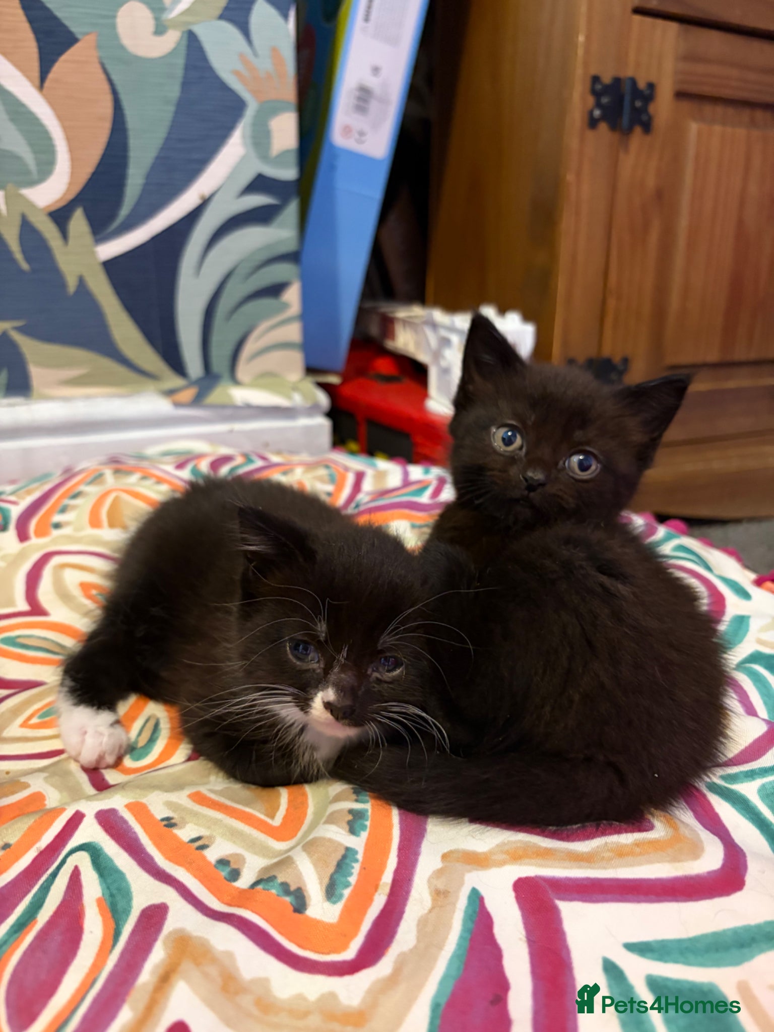 Mixed Breed cats for sale: Male kittens - Advert 1
