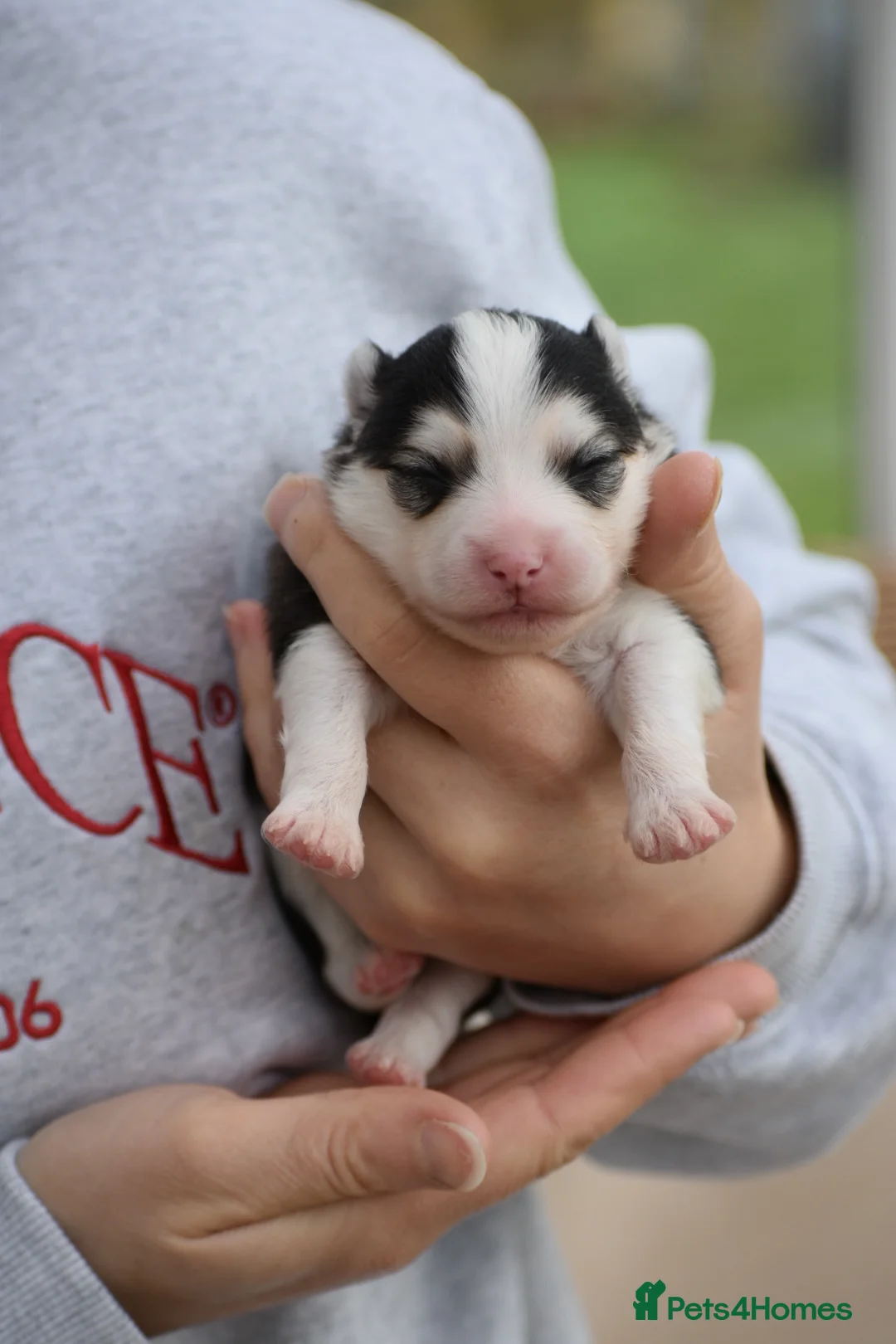 Pomsky dogs for sale: Stunning Pomsky puppies from health tested parents - Advert 15