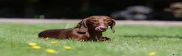 Miniature Dachshund dogs for stud: Miniature Dachshund Stud - Advert 6
