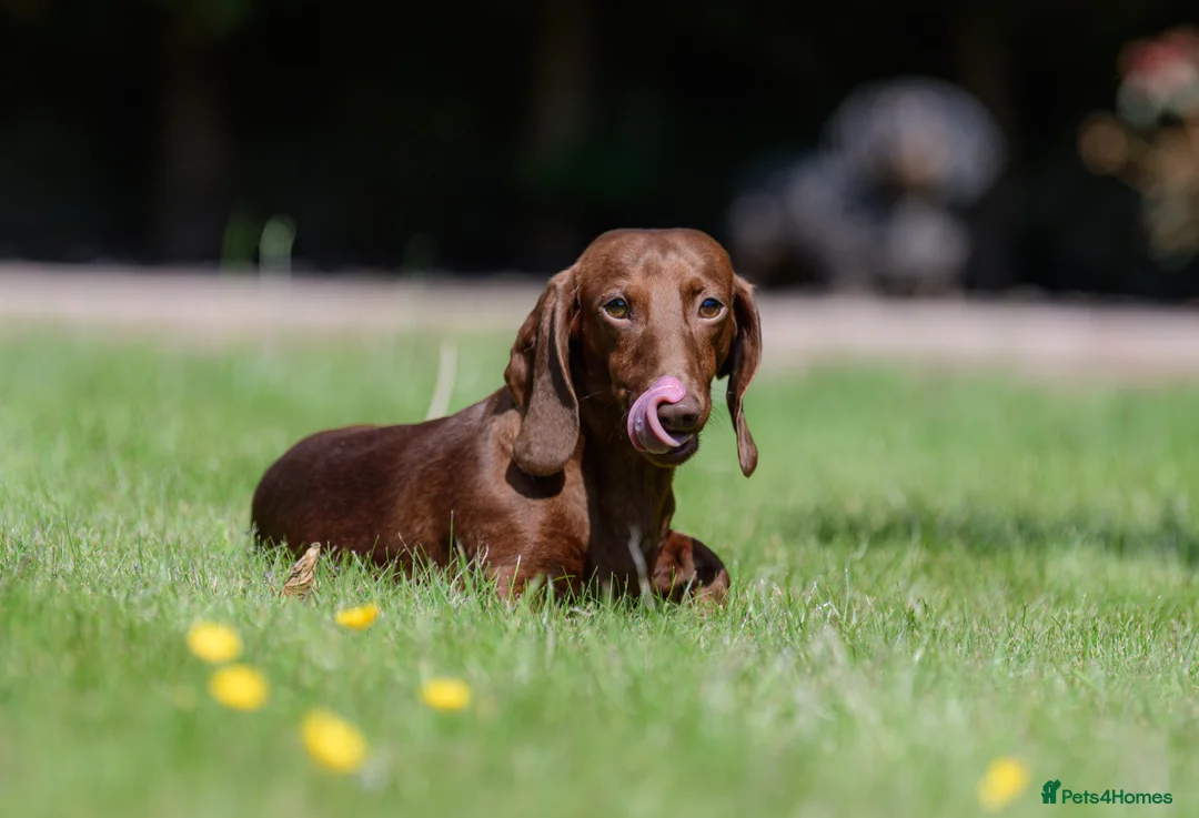 Miniature Dachshund dogs for stud: Miniature Dachshund Stud - Advert 6
