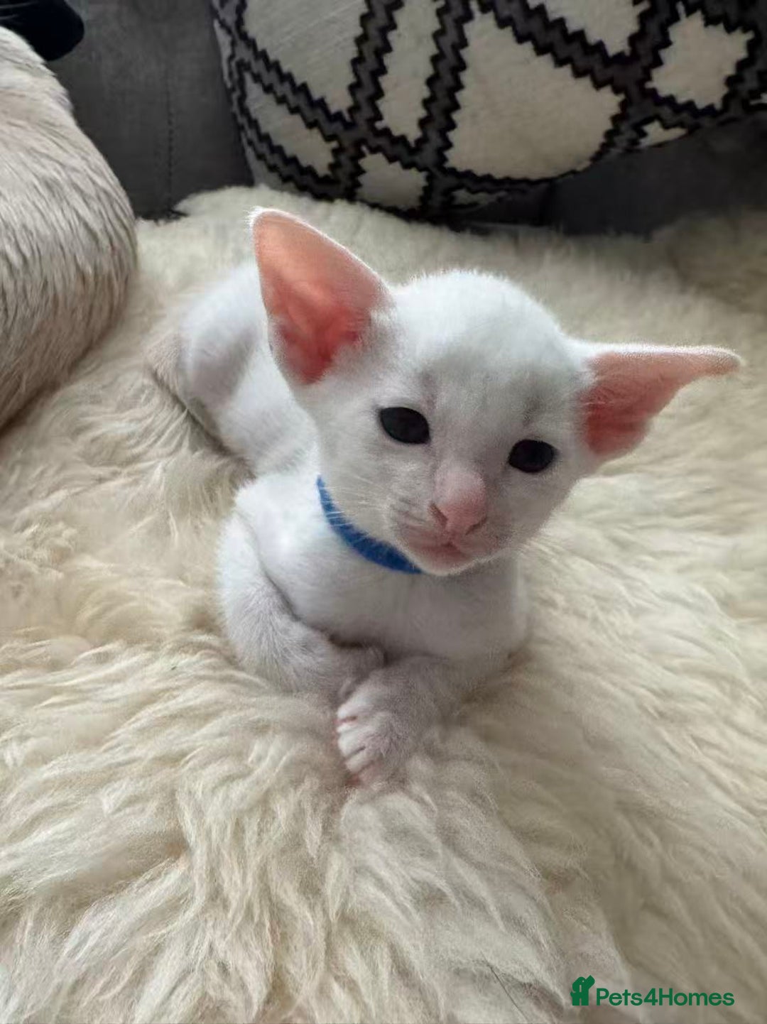 Siamese cats for sale: Beautiful Siamese Kittens – Ready February - Advert 16