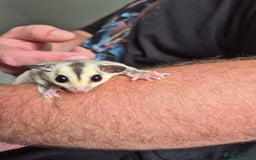 Sugar Glider rodents for sale: Sugar gliders unrelated ready 18th  - Image 5