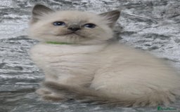 Ragdoll cats for sale: STUNNING RAGDOLL MALE KITTENS - Image 5