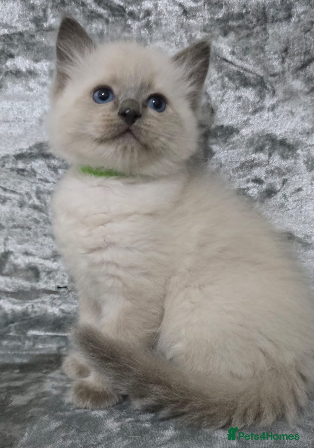 Ragdoll cats for sale: STUNNING RAGDOLL MALE KITTENS - Image 5