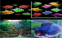 Catfish fish for sale: Ternecia Glo Danio Cockerels,Catfish - Image 1