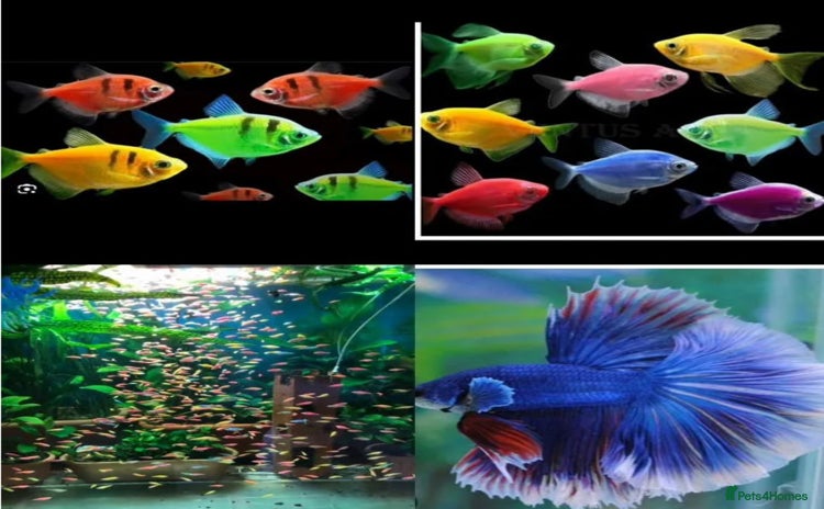 Catfish fish - Advert 1