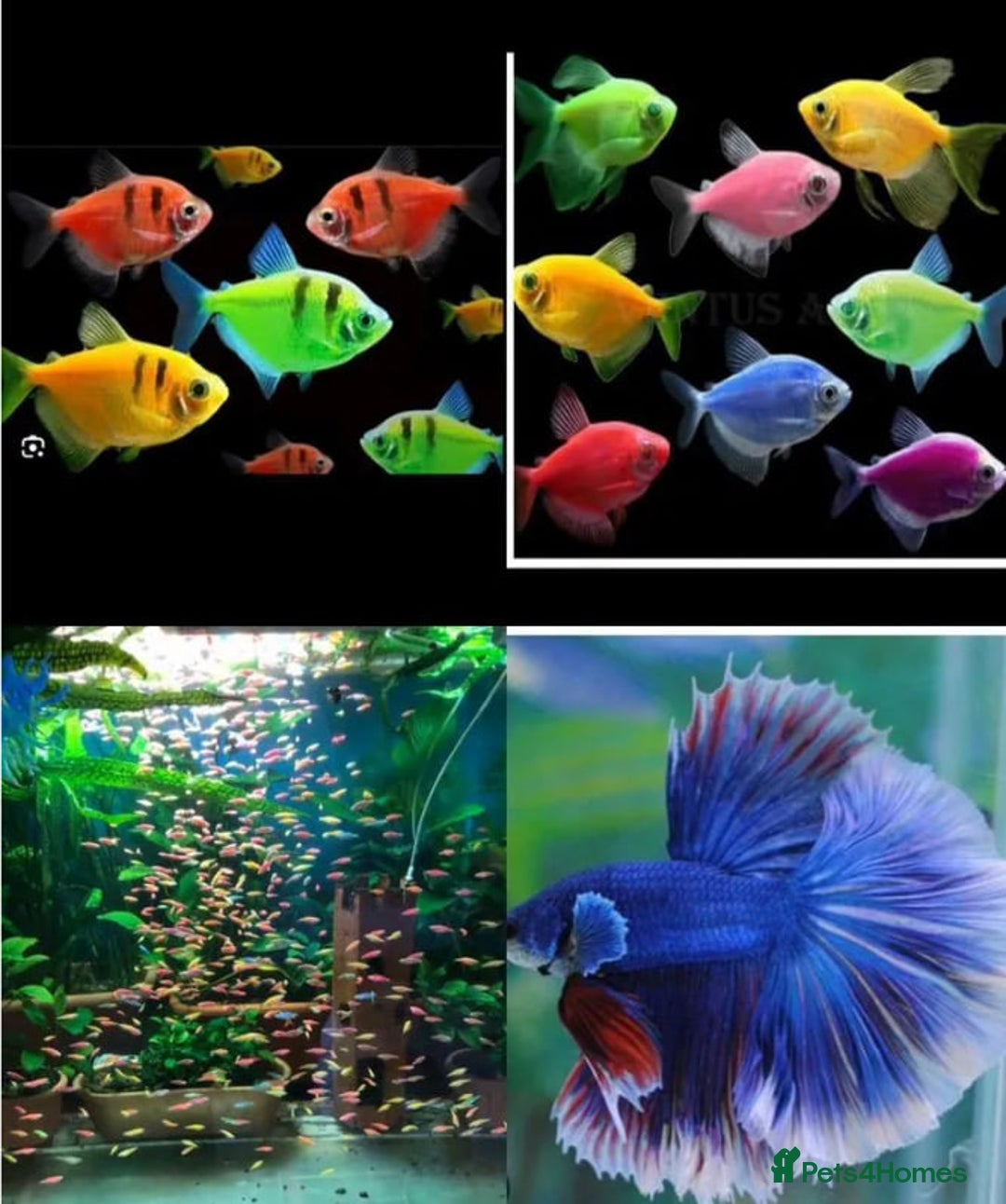 Catfish fish for sale: Ternecia Glo Danio Cockerels,Catfish - Image 1