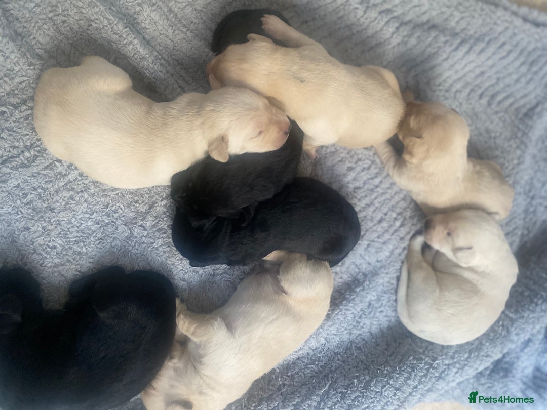 Labrador Retriever dogs for sale: Beautiful lab puppies for sale  - Image 5