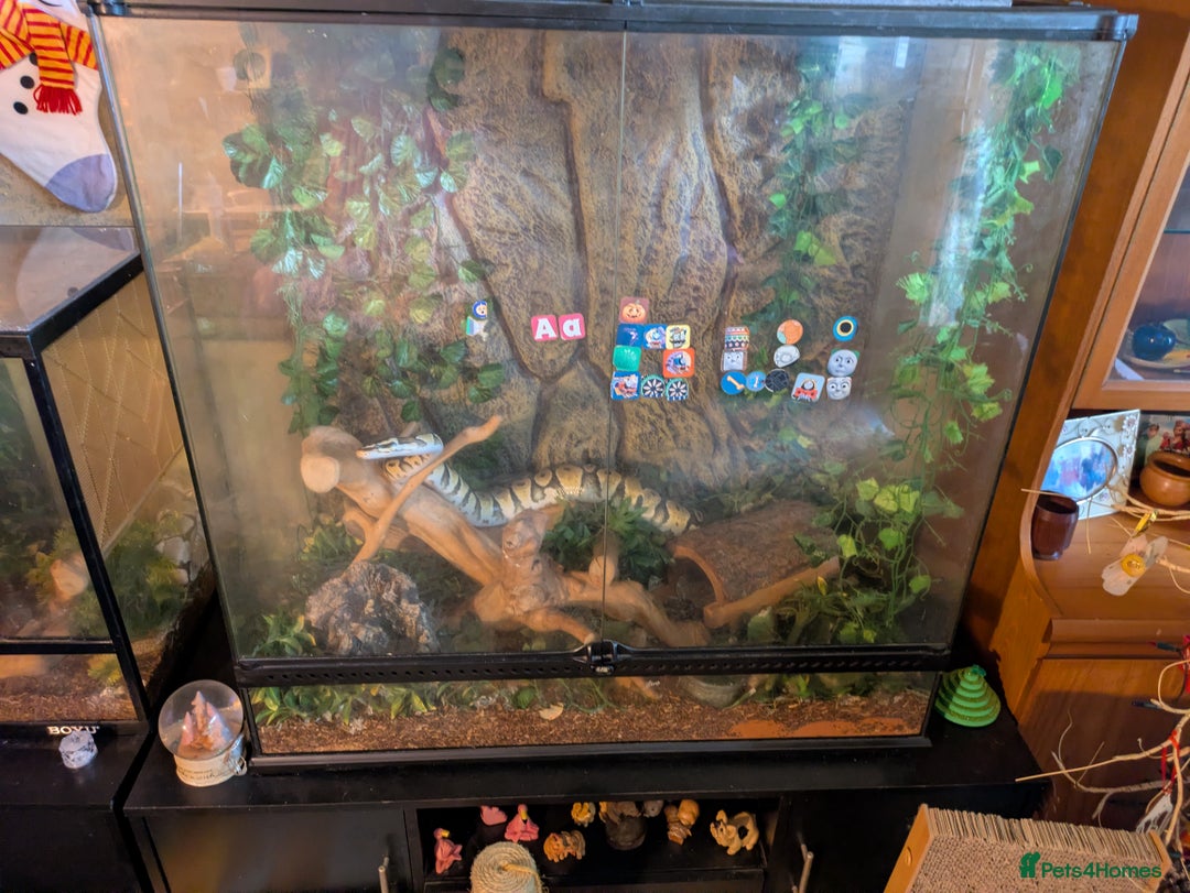 Python Snake reptiles for sale: Female royal morph pastel python - Advert 2