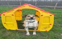 Mixed Breed dogs for adoption: MARSHALL the Marvellous - Image 15
