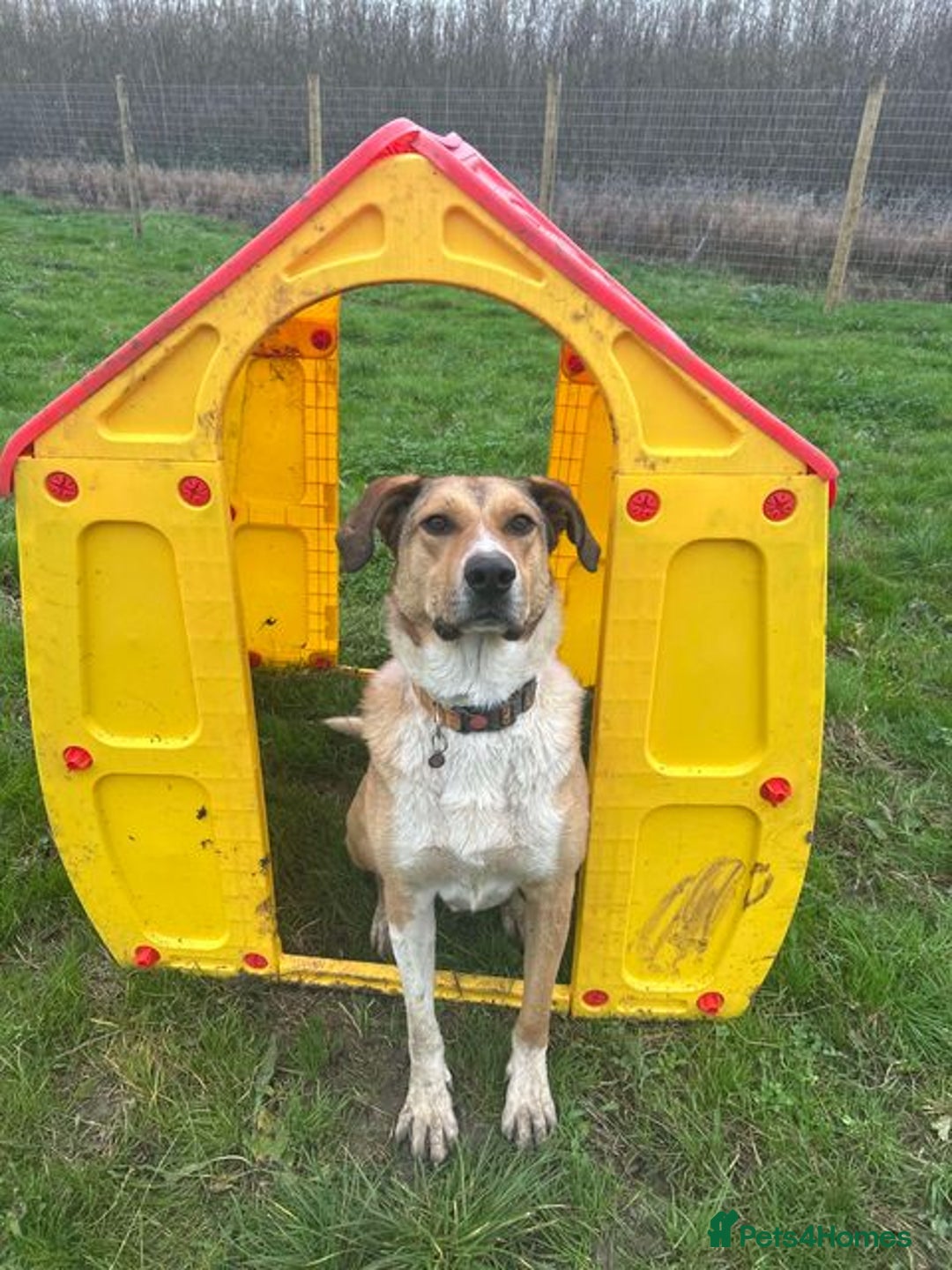 Mixed Breed dogs for adoption: MARSHALL the Marvellous - Image 15