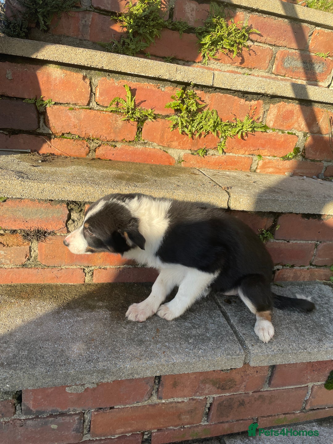 Border Collie dogs for sale: 3 Beautiful Sheepdog Puppies - Advert 15