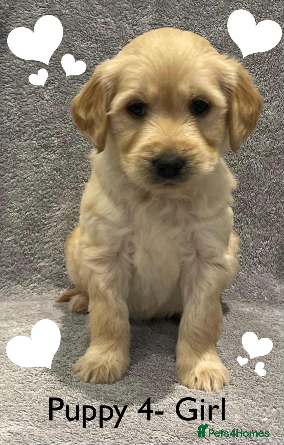Goldendoodle dogs for sale: Gorgeous F1b Goldendoodle Puppies - Advert 4