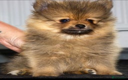 Pomeranian dogs for sale: Beautiful pomeranian pups in Houghton le Spring - Image 22