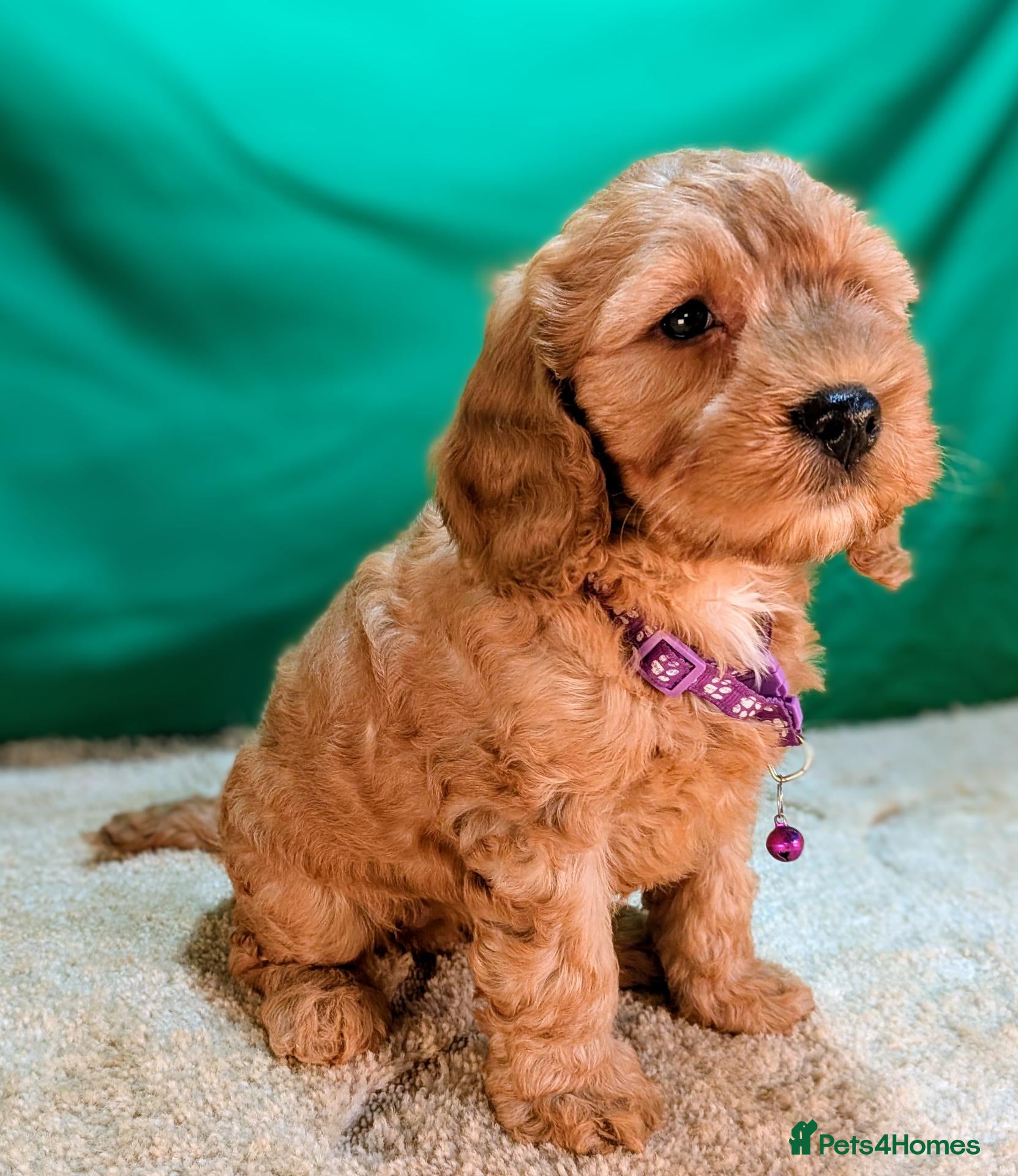 Cockapoo dogs Beautiful F1B Cockapoos - Advert 1