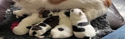Jack Russell dogs for sale:  Tri coloured Jack Russel Pups! - Advert 7