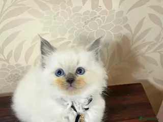 Ragdoll cats 1 male cats - Advert 7