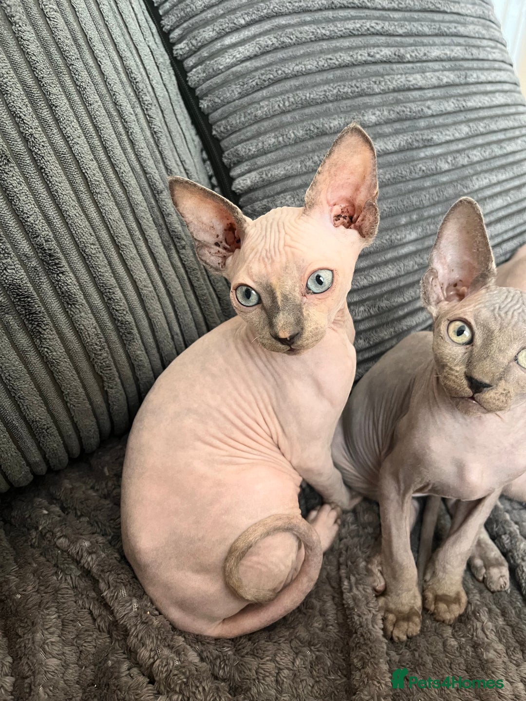 Sphynx cats for sale: 🌟Beautiful sphynx Ready for their new homes 🌟 - Image 9