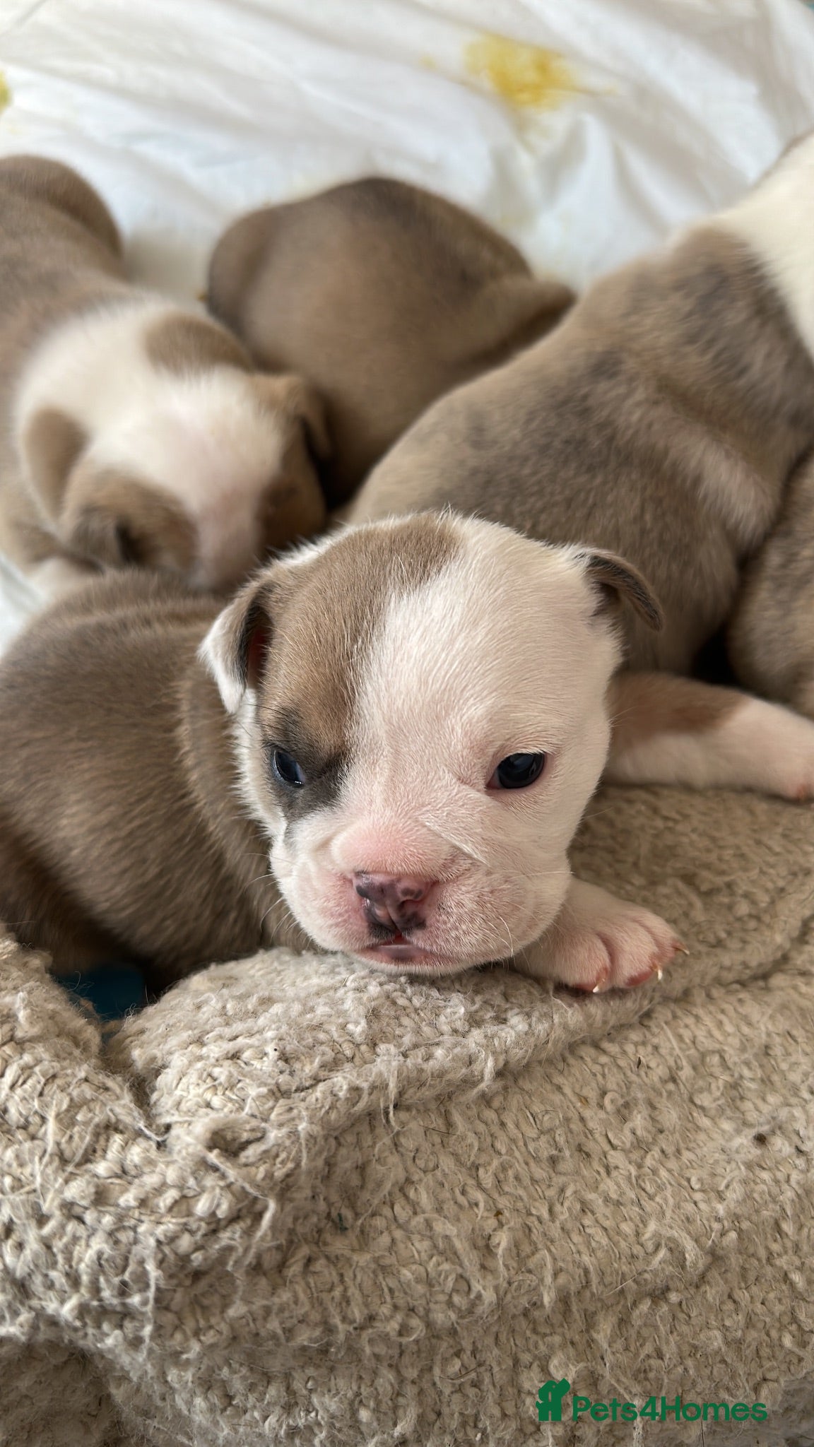English Bulldog dogs STUNNING ENGLISH BULLDOG PUPPIES! 😍 - Advert 15