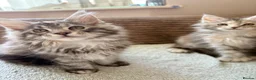 Maine Coon cats for sale: READY NOW. Two tica registered girls. 1 poly  - Advert 4