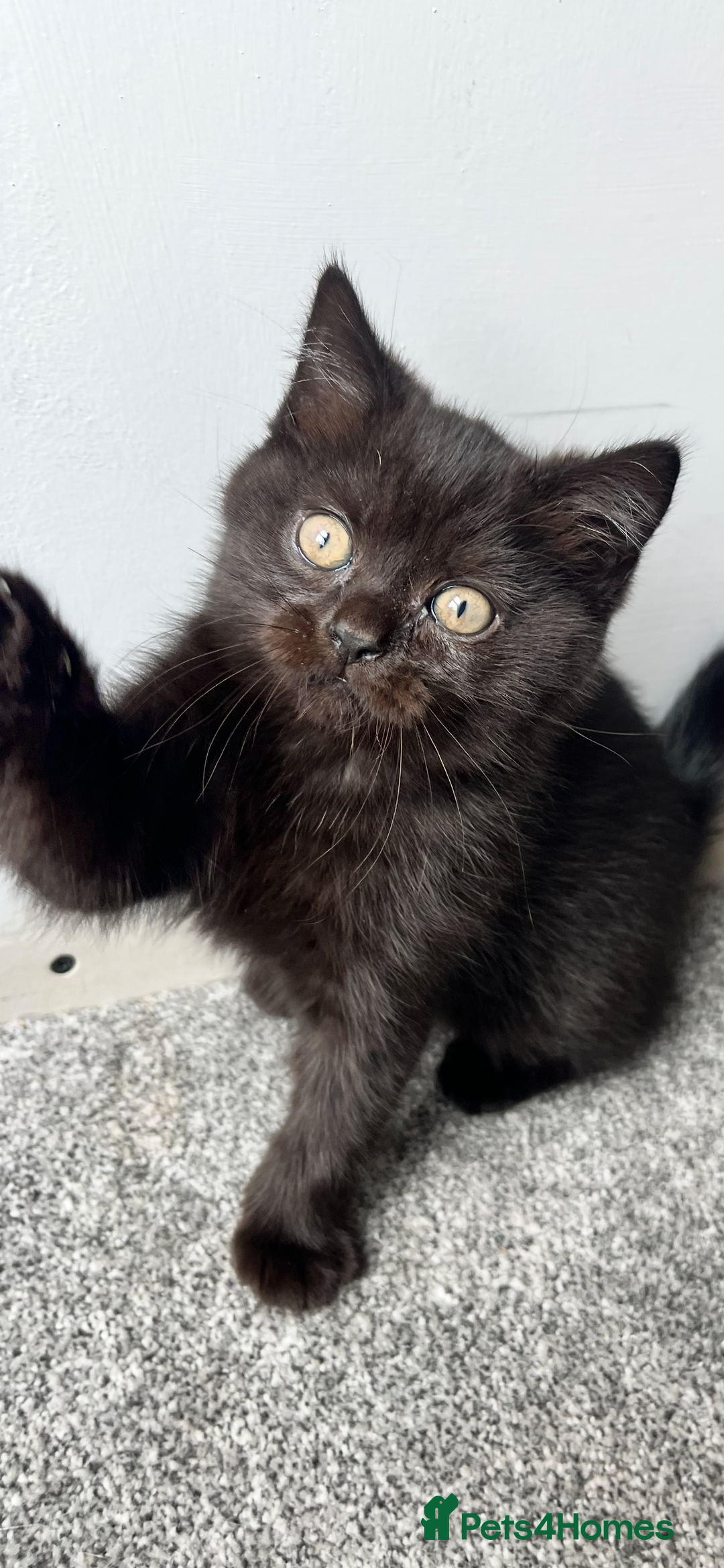 British Shorthair cats for sale: Full gccf British short hair kittens  - Image 4