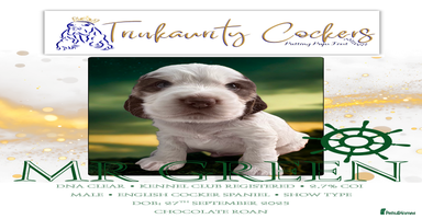 Cocker Spaniel dogs - Advert 10