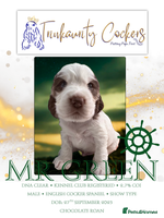 Cocker Spaniel dogs - Advert 7