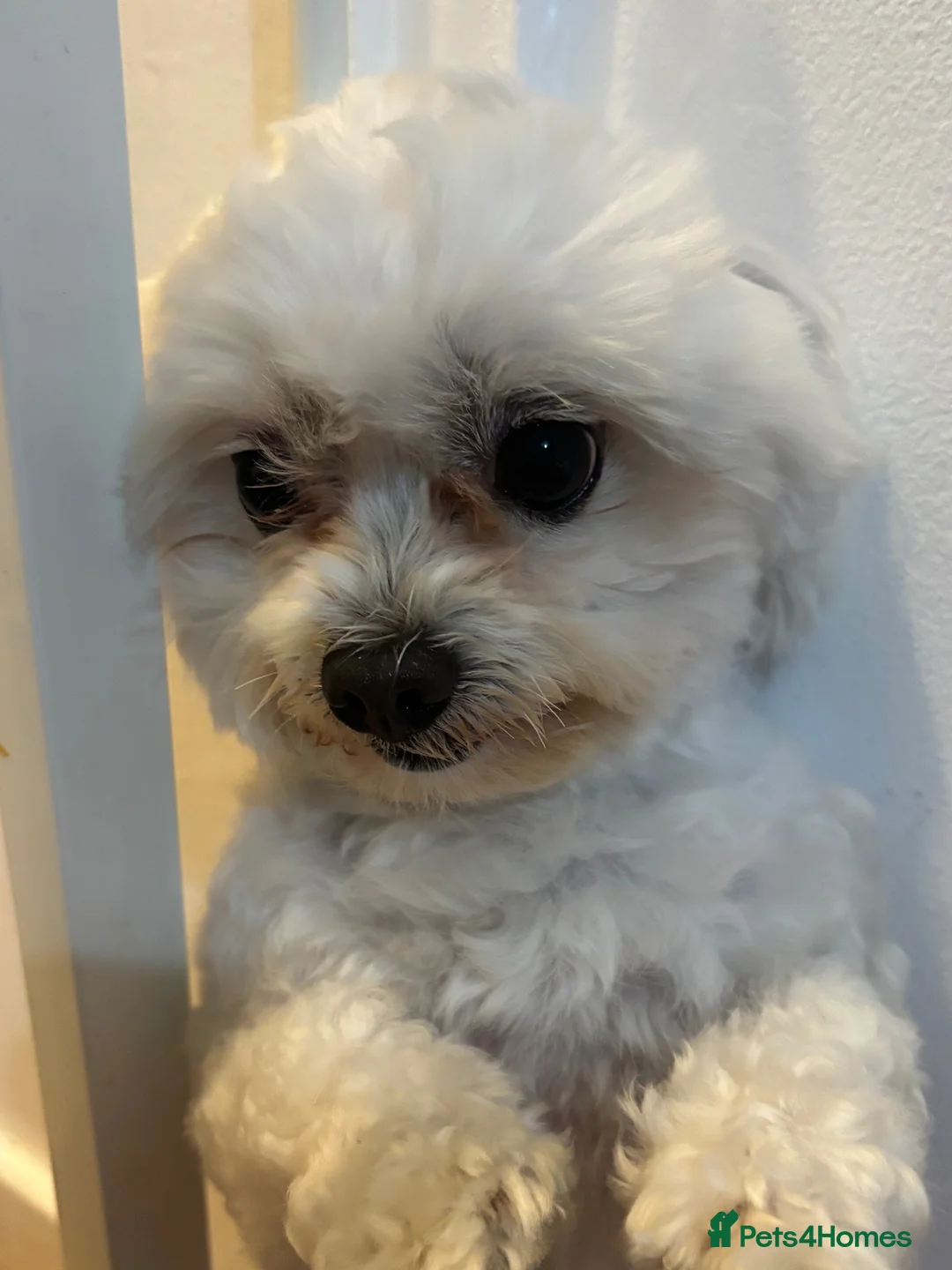 Maltese dogs for sale: Male  in Doncaster - Advert 7