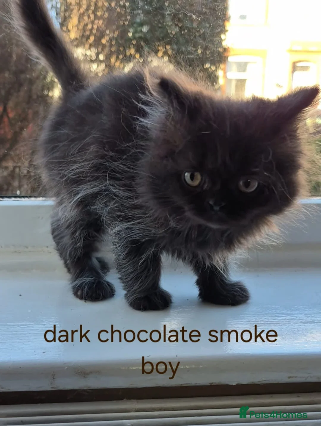 Persian cats for sale: Beautiful Persian babies - Advert 8