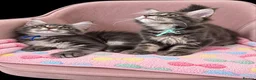 Maine Coon cats for sale: Gorgeous Maine Coon kittens - Advert 9