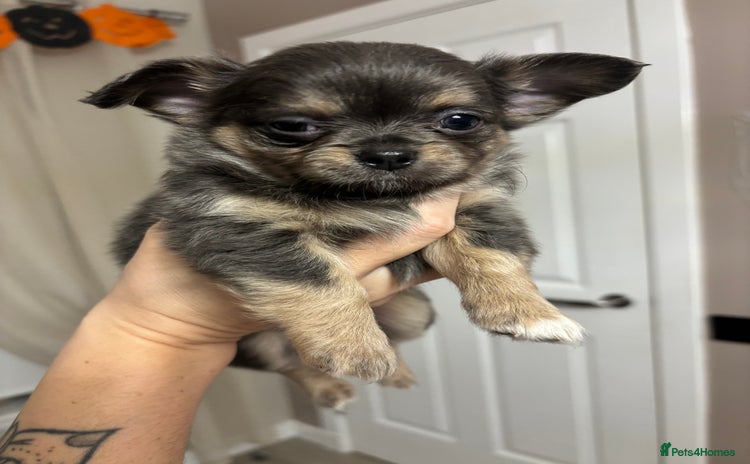 Chihuahua dogs for sale - Advert 2